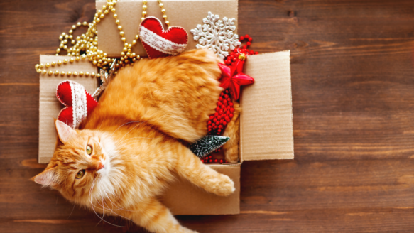 Cat enjoying the holiday season, free from financial stress.