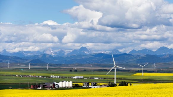 Wind farm turbines in yellow canola fields in Alberta with mountains in the distance and blue skies