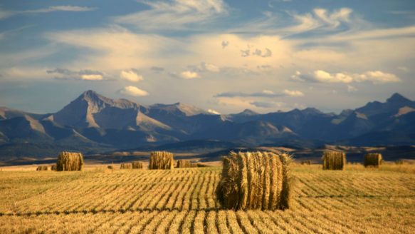 Alberta farmland with bales of straw in the field and the mountains in the background
